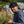 Ozone Curved Visor Cap Black