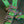 Skeats Skin Crampons Glide Fins