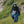 Supair ALP