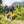 Woody Valley Alaska 30