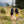 Woody Valley Alaska 30